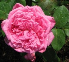 Rose mon petit for sale  UXBRIDGE