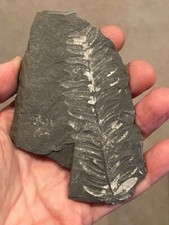 Extinct fossil fern for sale  Allentown