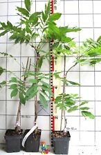 Japanische wisteria glycine gebraucht kaufen  Bad Bergzabern