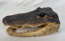 alligator head for sale alligator head for sale Rockford