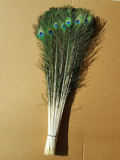 Inches natural peacock for sale  Duluth