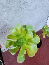 Aeonium arboreumlot variegatum for sale  Los Angeles