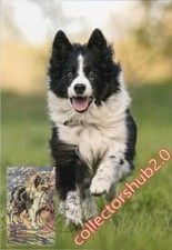 Libia 1983 cani usato  Como