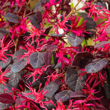 Loropetalum plum gorgeous for sale  UK