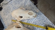 Black bear skulls for sale  Homestead