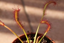 Drosera capensis giant usato  Cirie