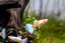 Platinum gold guppy for sale  Keller