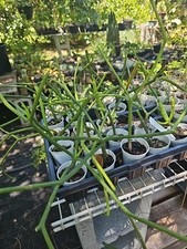 Euphorbia tirucalli pencil for sale  Englewood
