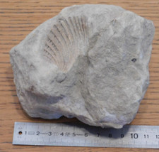 Rocher fossile coque d'occasion  Saint-Louis