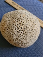 Fossilized white brain for sale  Mercer
