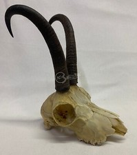 Vero teschio camoscio usato  Castellazzo Bormida