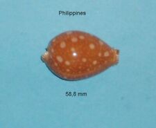 Cypraea guttata philippines d'occasion  Expédié en Belgium