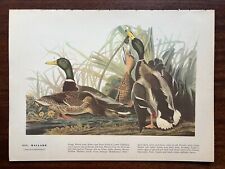 Vintage 1940 audubon for sale  Shipping to Ireland