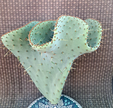 Opuntia engelmannii var for sale  Mira Loma