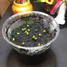 Sacred cactus growing for sale  Escondido
