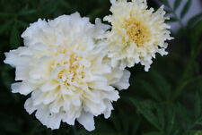 Tagetes halbhoch weiß gebraucht kaufen  Warthausen