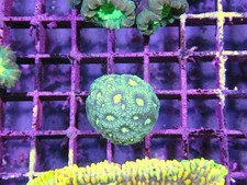 Favia coral marine for sale  CLACTON-ON-SEA