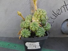 Echinocereus cactus 445 for sale  Deland