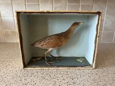 Hxb054 vintage taxidermy for sale  HALIFAX