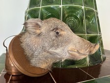 Wildschweinkopf trophäe wilds gebraucht kaufen  Brandis