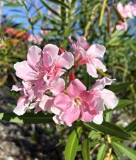 Pink nerium oleander for sale  Trabuco Canyon