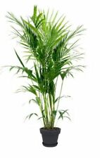 Kentia palme howea gebraucht kaufen  Kaiserslautern