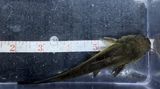 catfish fish for sale catfish fish for sale Naples
