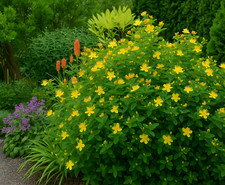Johns wort shrub for sale  BARGOED
