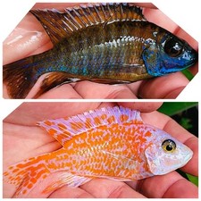 German red dragon for sale  Hollywood