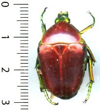 Cetoniidae celidota splendens d'occasion  France