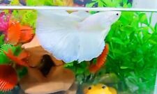 Media Luna Macho Platino Blanco - IMPORTACIÓN PECES BETTA VIVOS DE TAILANDIA segunda mano  Embacar hacia Mexico
