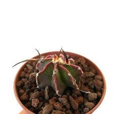 Astrophytum nudum buffalo usato  Napoli