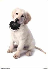 Animaux chiens labrador d'occasion  Fruges