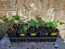 Fig tree starter for sale  Brooklyn
