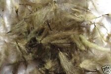 Plumes cul canard d'occasion  Clermont-Ferrand-