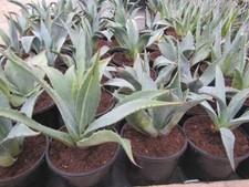 Agave montana königin gebraucht kaufen  Wuppertal
