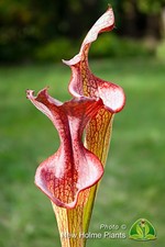 Sarracenia helen mary for sale  UK