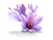Saffron crocus sativus for sale  LONDON