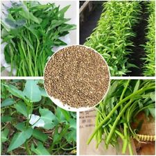 Water spinach seeds for sale  NORTH SHIELDS