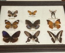 Framed mounted butterflies for sale  Salt Lake City