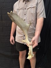 Weathered fallow deer for sale  Baton Rouge