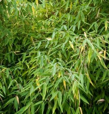Fargesia murielae rufa usato  Napoli