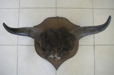7kg buffle taureau d'occasion  Marans