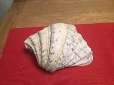 Large natural clam for sale  CANNOCK