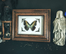 Morpho schmetterling schaukast gebraucht kaufen  Wolfsburg