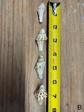 Broken scaphella junonia for sale  Wewahitchka