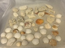 Bag sea shells for sale  Gaithersburg