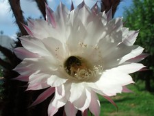 Kaktus kakteen echinopsis gebraucht kaufen  Koblenz