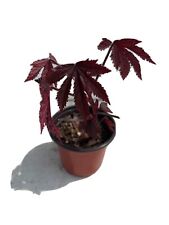 Cranberry hibiscus for sale  Eustis