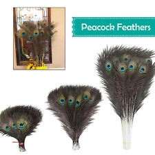 Natural peacock tail for sale  WALTHAM CROSS